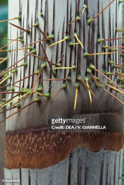 Cabbage palm trunk, Arecaceae, Praslin island, Seychelles.
