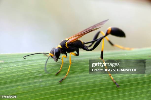 Black and yellow mud dauber , Sphecidae, Ecomuseum Adda di Leonardo, Lombardy, Italy.