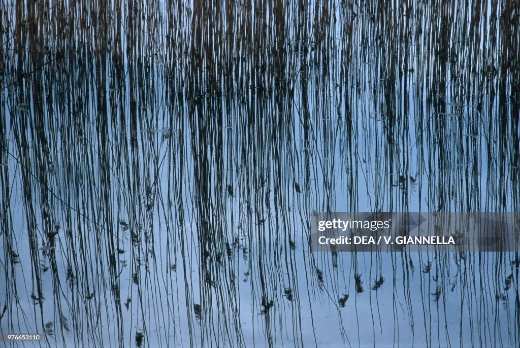 Common reed, Adda River, Lombardy
