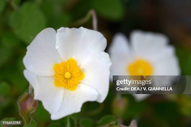 White rockrose flowers , Cistaceae, Cinque Terre National Park , Liguria, Italy.