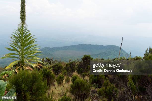 vegetation on mount nyiragongo. - giant groundsel stock pictures, royalty-free photos & images