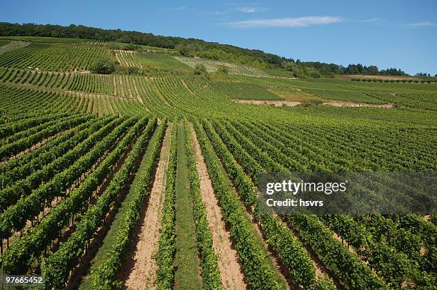 vineyard at german rhine river - rheingau stockfoto's en -beelden
