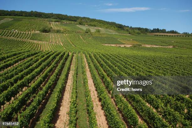 vineyard at german rhine river - rudesheim stock pictures, royalty-free photos & images