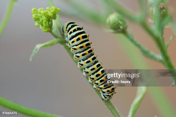 caterpillar of a swallowtail butterfly - warning coloration stockfoto's en -beelden