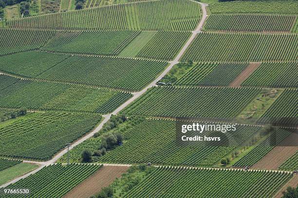 vineyard at german rhine river - rudesheim stock pictures, royalty-free photos & images