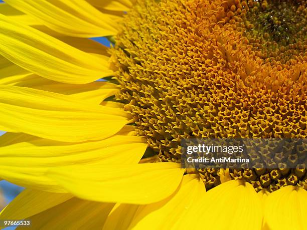 primer plano de un girasol - girasol común fotografías e imágenes de stock