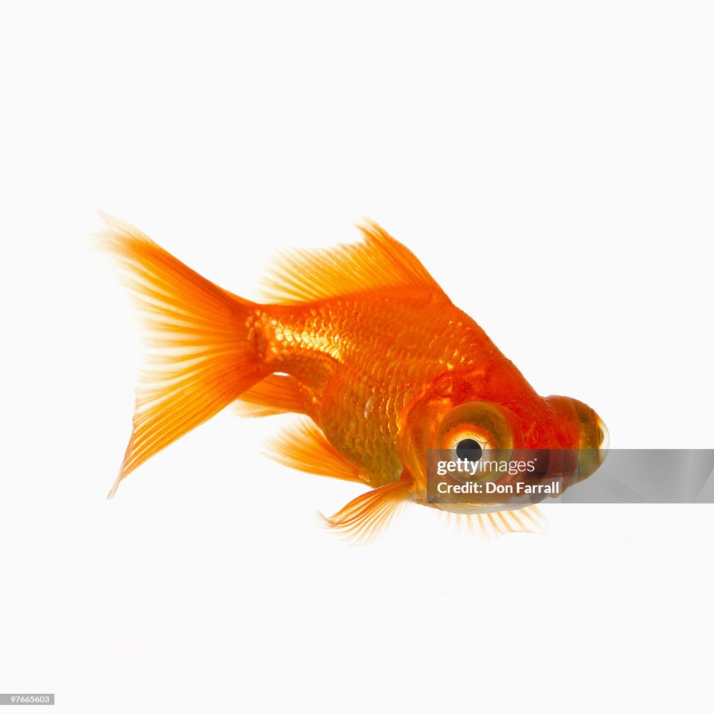  Goldfish with Big eyes