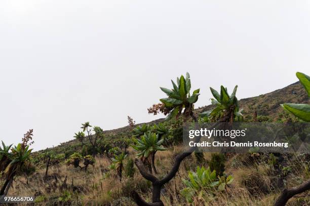 vegetation on mount nyiragongo. - giant groundsel stock pictures, royalty-free photos & images