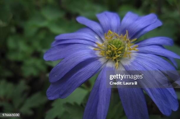 anemone blanda - laura b stock pictures, royalty-free photos & images