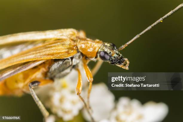 Gold Color Insect 726 Gold Beetle Stock Photos, High-Res Pictures, and Images - Getty Images
