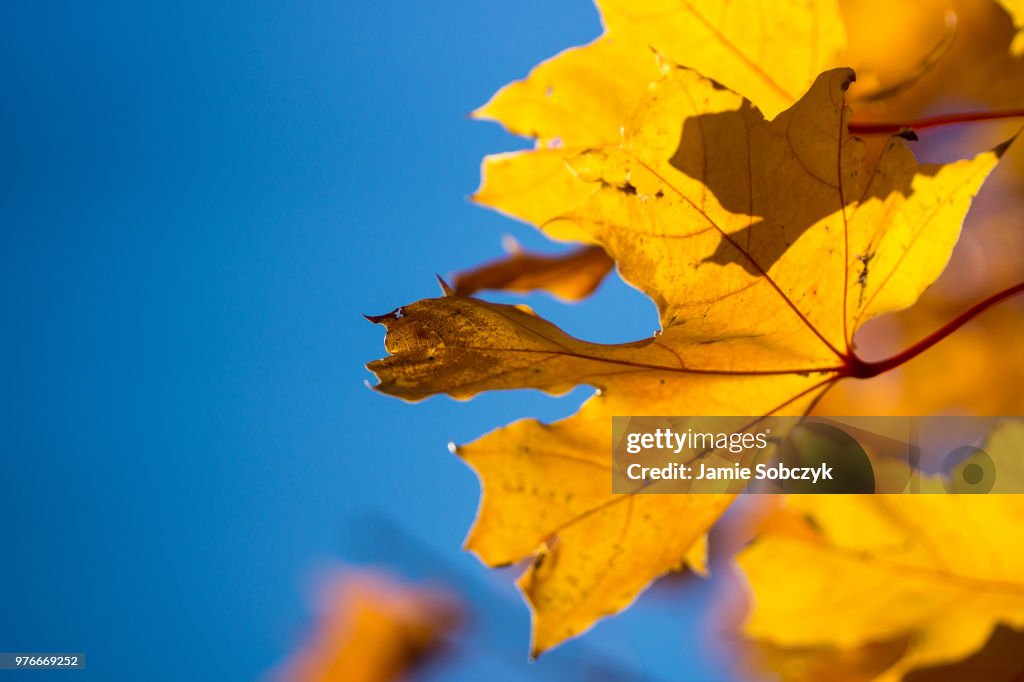 Yellow Leaf