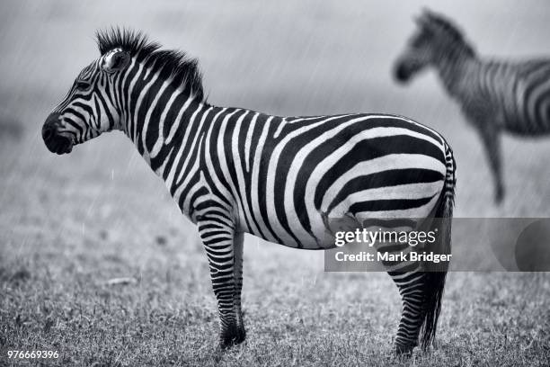 portrait of two zebras standing in rain, narok county, kenya - narok fotografías e imágenes de stock