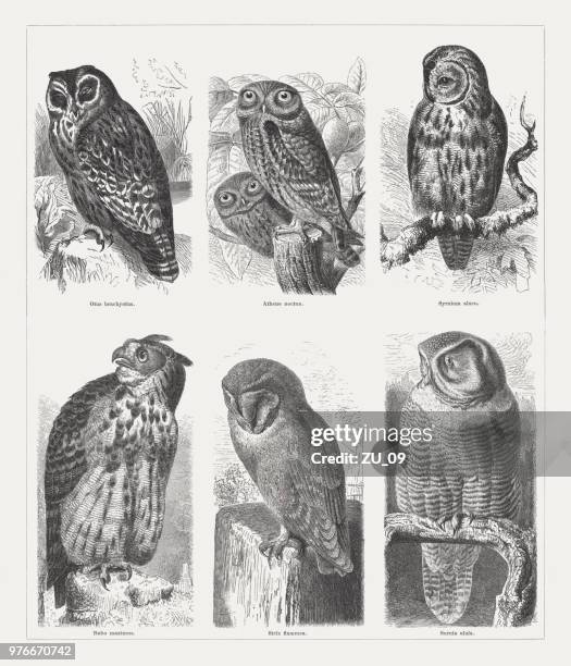 ilustraciones, imágenes clip art, dibujos animados e iconos de stock de búhos, grabados en madera, publicaron en 1897 - búho real