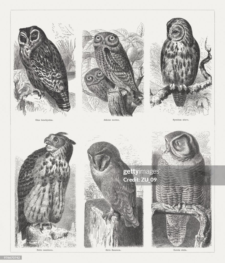 Owls, wood engravings, published in 1897