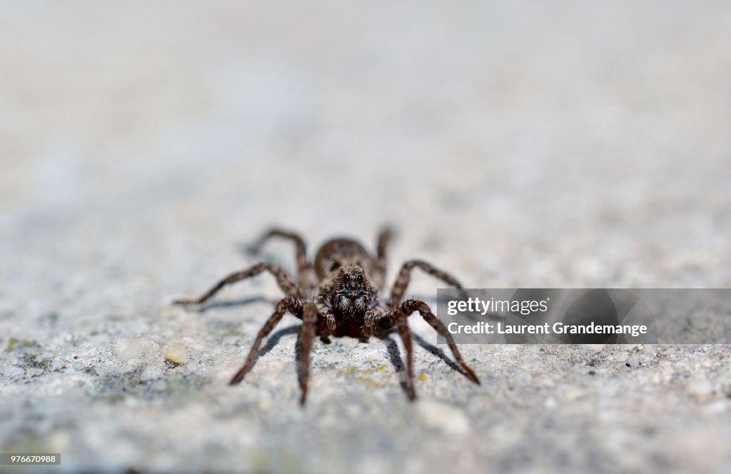 Close up of lycosa tarantula