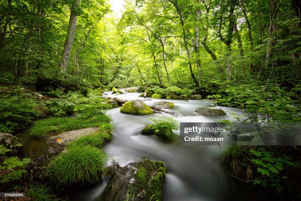 Oirase Stream