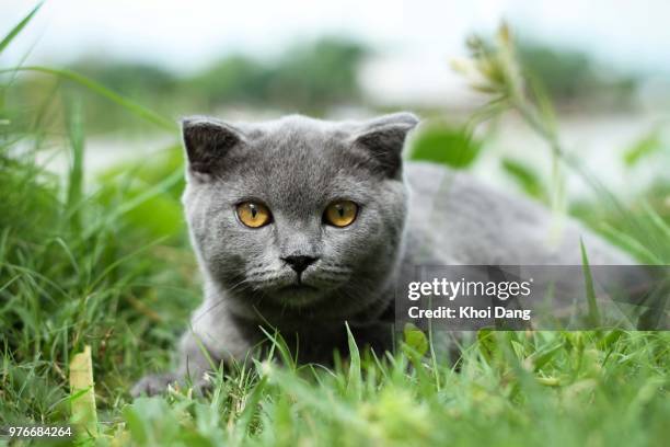 portrait of scottish fold on green grass - schotse-vouwoorkat stockfoto's en -beelden
