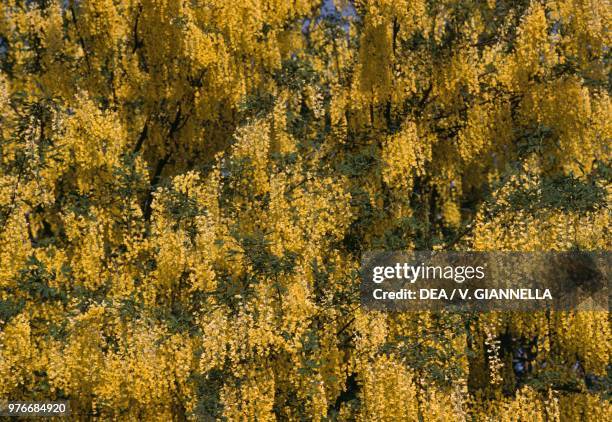 Golden chain flowers, Fabaceae, Mount Antola, Liguria, Italy.