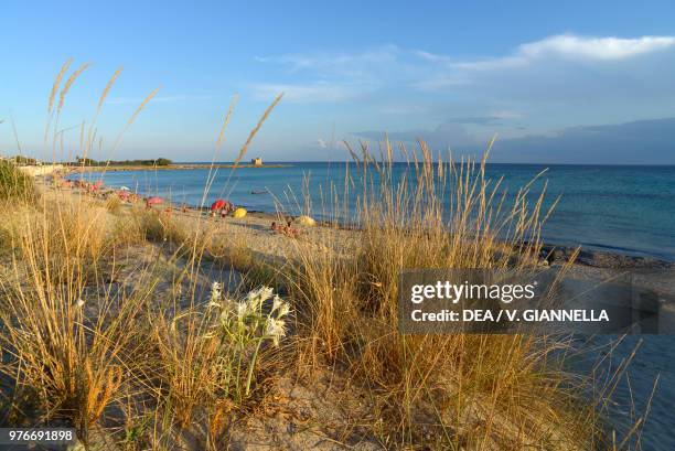 Sea Daffodils , Baia della Torretta, near Marina di Lizzano, Apulia, Italy.