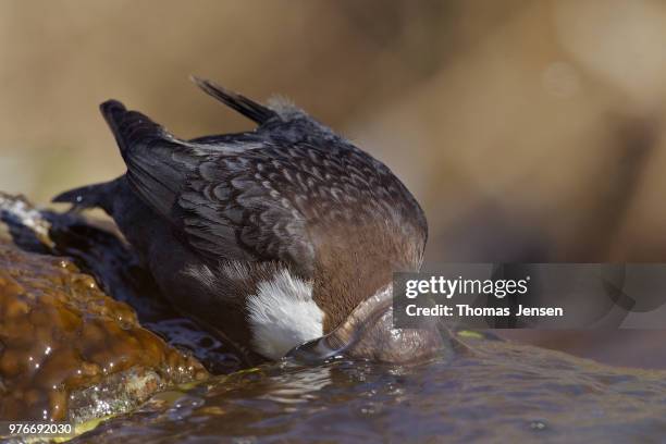dipper dipping - cinclus cinclus stock pictures, royalty-free photos & images
