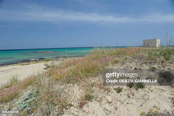 View of the San Leonardo Tower from the dunes of Pilone, Coastal Dunes Natural Park from Torre Canne to Torre San Leonado, near Ostuni, Apulia, Italy.