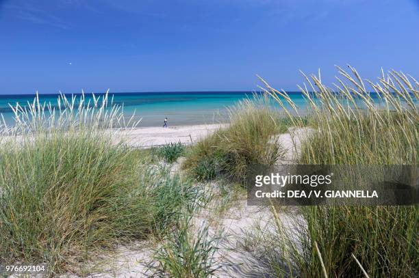 Marram Grass on the dunes of Pilone, Coastal Dunes Natural Park from Torre Canne to Torre San Leonado, near Ostuni, Apulia, Italy.