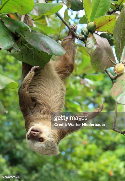 a monkey hanging upside down on a branch. - zoo stock-fotos und bilder