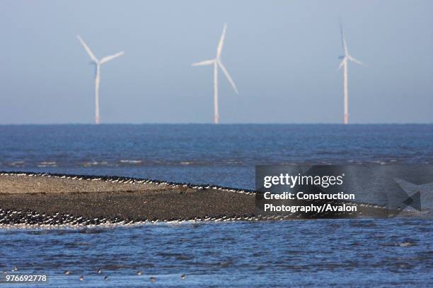 Oystercatchers wader roost and offshore wind turbines, RSPB nature reserve, Point of Air, Dee estuary, Wales UK.