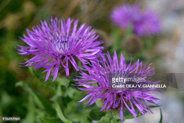 Plume knapweed , Asteraceae, Pizzo Arera, Bergamasque Prealps, Lombardy, Italy.