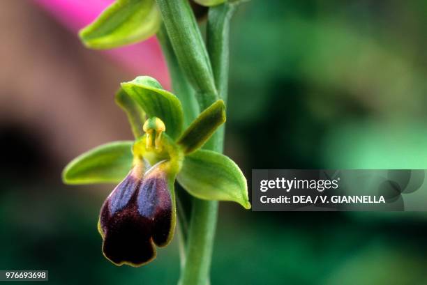 Sombre Bee-orchid or Dark Bee-orchid , Orchidaceae, San Domino Island, Tremiti Islands, Gargano National Park, Apulia, Italy.