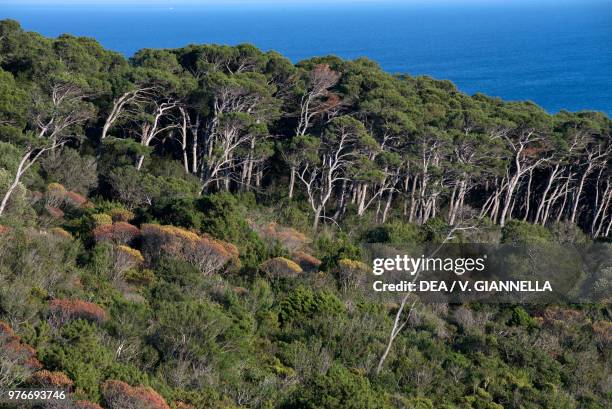 Aleppo Pines and Mediterranean macchia along the path to the San Domino lighthouse, Tremiti Islands, Gargano National Park, Apulia, Italy.