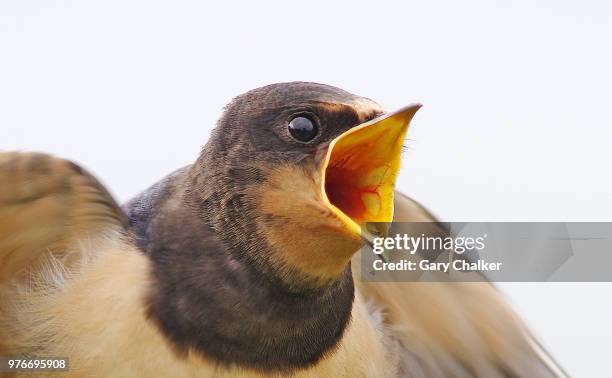 swallow [hirundo rustica] - schnabel stock-fotos und bilder