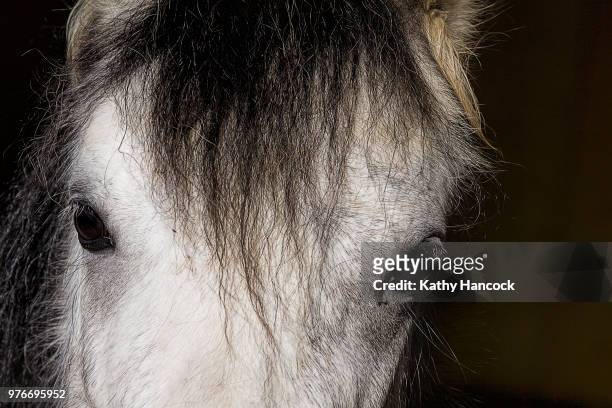 welsh pony - welsh pony stock pictures, royalty-free photos & images