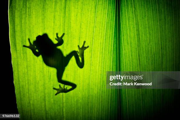 amazon milk frog (tracycaphalus resinifictrix) on leaf, birmingham, uk - frog silhouette stock pictures, royalty-free photos & images