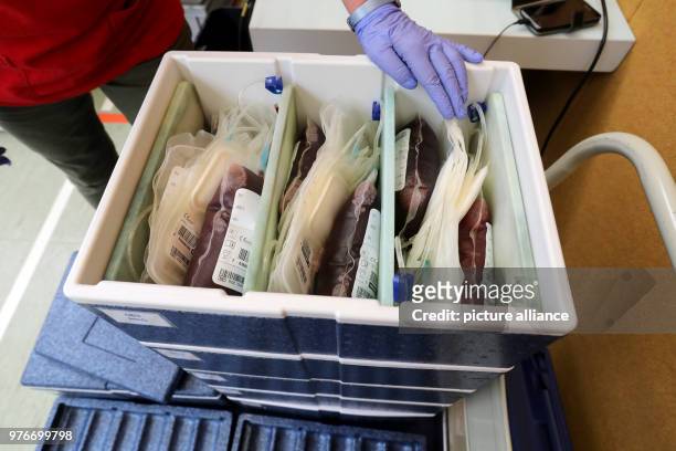 April 2018, Germany, Rostock: Blood bags of vocational students are stored in transport boxes at a gym of the vocational school 'Alexander Schmorell'...