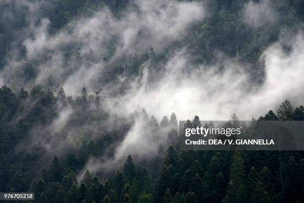 Coniferous forest in mist, Trentino-Alto Adige, Italy.