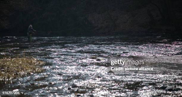 April 2018, Treseburg, Germany: Fly fisherman Andreas Nowak from Harsum in Lower Saxony stands with his fishing rod in the Bode and fishes for Harz...