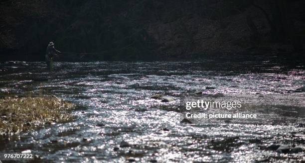 April 2018, Treseburg, Germany: Fly fisherman Andreas Nowak from Harsum in Lower Saxony stands with his fishing rod in the Bode and fishes for Harz...