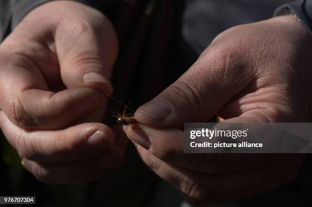 April 2018, Treseburg, Germany: Fly fisherman Andreas Nowak from Harsum in Lower Saxony attaches a nymph at the end of the flying line to fish for...