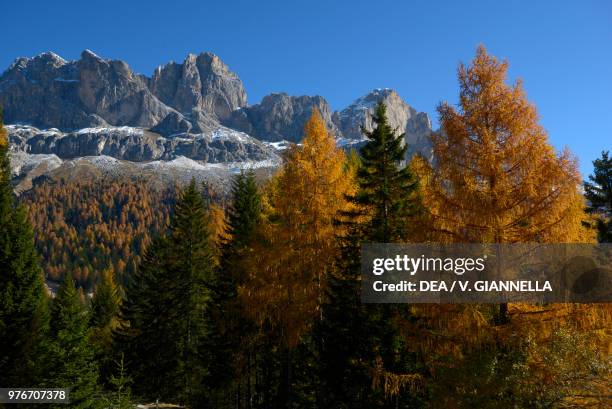 Coniferous forest in autumn at the foot of Cima Sforcella-Tscheiner Spitze and Roda di Vael-Rotwand , west side of the Rosengarten group, Dolomites ,...