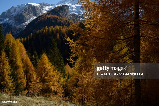 Coniferous forest in autumn along the Fedaia Pass road with the snow-covered sides of the Marmolada group in the background, Fassa Valley, Dolomites...