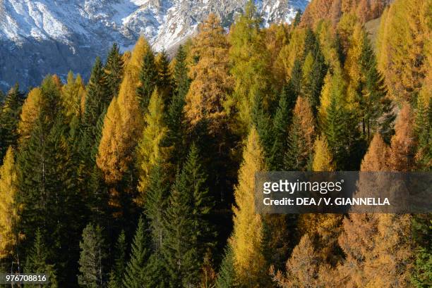 Coniferous forest in autumn above Tamion, Fassa Valley, Trentino-Alto Adige, Italy.