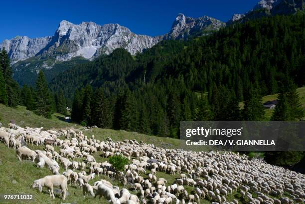 Flock of sheep at the Alpe Corte with Cima del Fop and Cima Valmora in the background, upper Val Canale, Orobian Pre-Alps, Park of the Bergamo...