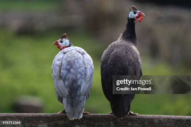 guinea fowl dating - bateleur eagle stockfoto's en -beelden