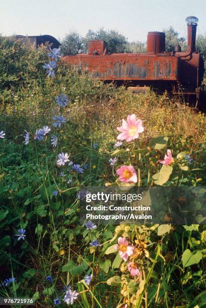 Greek State Railway's meter gauge Z Class No 7546 rots away amid the encroaching blooms at Vartholomio Locomotive Dump on Sunday 15 August 1982.