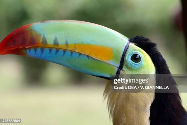 Keel-billed toucan or Rainbow-billed toucan , Ramphastidae, Copan, Honduras. Detail.