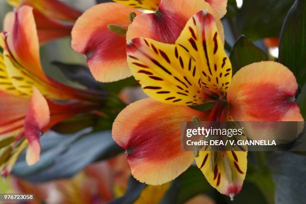 Peruvian Lily or Lily of the Incas , Liliaceae, Garden of Villa Barberigo, Pizzoni Ardemani, Valsanzibio di Galzignano Terme, Veneto, Italy.