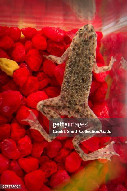 Photograph of a brown, spotted, African dwarf frog a recognized a source of human Salmonella infections, with red aquarium rocks in the background,...