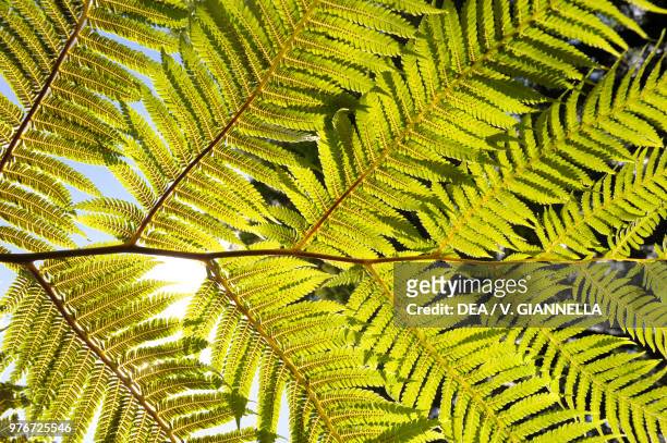 Tree fern fronds on Santa Barbara Mountain, Terceira Island, Azores, Portugal.