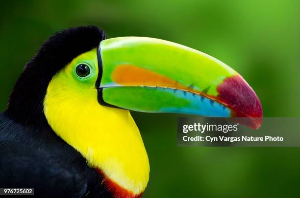 keel-billed toucan (ramphastos sulfuratus) - costa rica toucan stock pictures, royalty-free photos & images